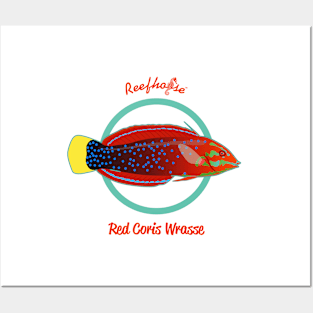 Red Coris Wrasse Posters and Art